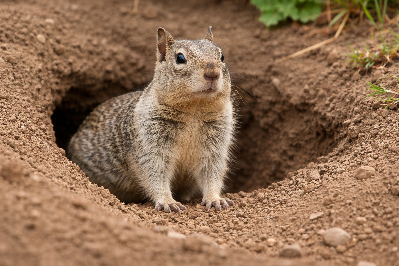 Ground squirrel control in Orange County
