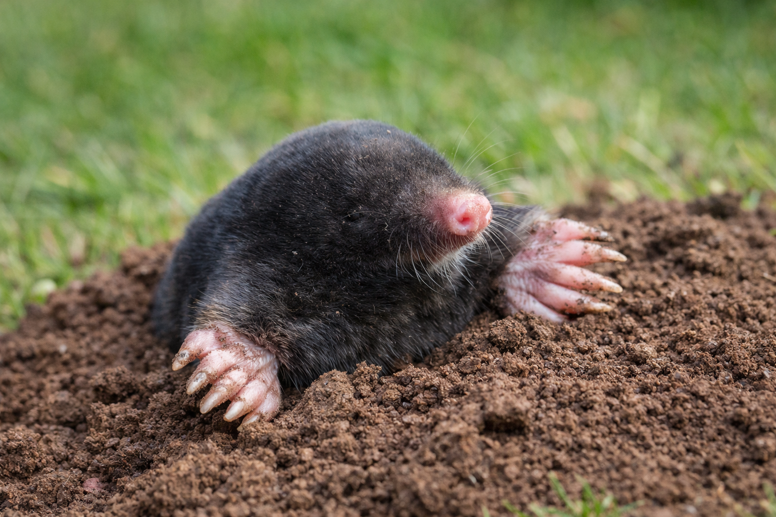 Mole